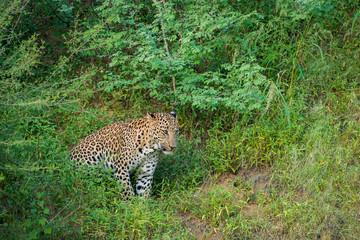 A leopard from jhalana forest, Jaipur
