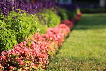 Цветы на клумбе