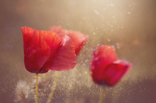 poppies