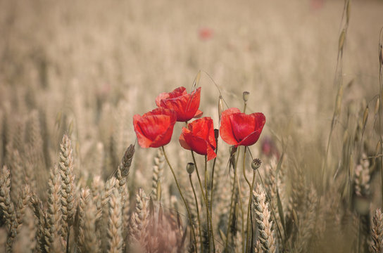 poppies and whea