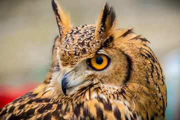Owl head, eyes and beak close up