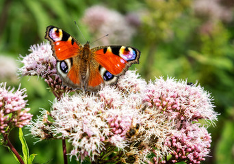 Close up of Peacock Butterfly on flower head