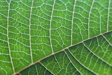 Bright Green leaf with veins closeup