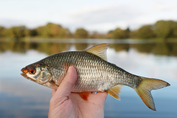 Man is holding roach fish