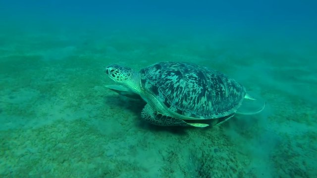 Young male Green Sea Turtle (Chelonia mydas) with Remora fish (Echeneis naucrates) swims over the sandy bottom, Red sea, Marsa Alam, Abu Dabab, Egypt
