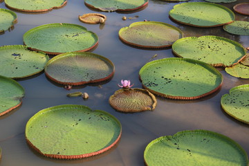 Lotus of a pond. Lotus leaves on the surface of a pond. Have buds and pink flowers of a Lotus.