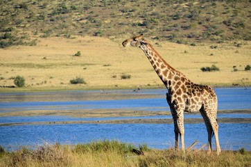 Giraffe by the dam