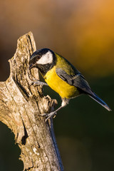 Fototapeta premium Nice curious small great-tit avian sitting on dry twig