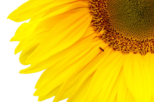 Sunflower flower isolated on white background. Lovely big Sunny flowers close. Young sunflowers seeds.