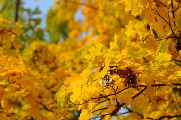 Autumn background. Yellow maple leaves against blue sky background