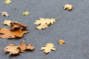 Autumn yellow dry oak leaves