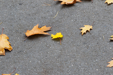 Asphalt with autumn oak and maple leaves