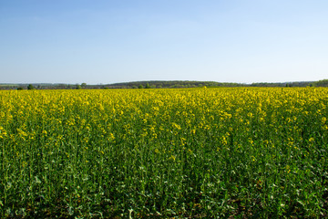 Field of yellow flowering rapeseed