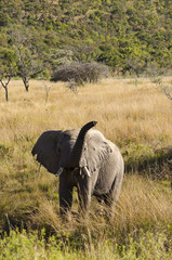 elephant in landscape 2