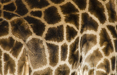 giraffe skin close up 