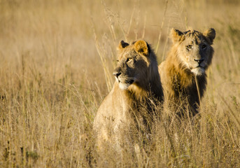Lions in the grass