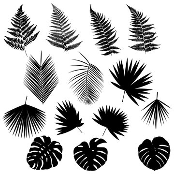 Set of silhouettes of leaves of tropical plants and trees. Leaves of ferns, leaves of palm trees, leaves of monstera. Black on white background. Vector illustration.