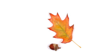 Acorn leaves isolated on white background, top view