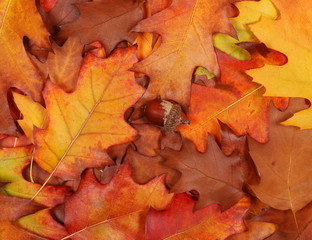 Acorn leaves background and texture