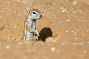 One Ground Squirrel looking out from its burrow in dry Kalahari sand