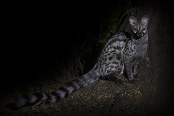 Genet photographed at night using a spotlight sitting and waiting for food