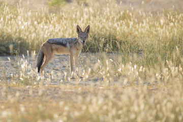 Black Backed Jackal walking in the Kalahari looking for food