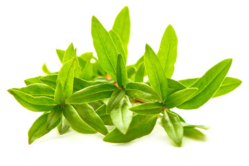 Sprig of thyme, isolated on white background