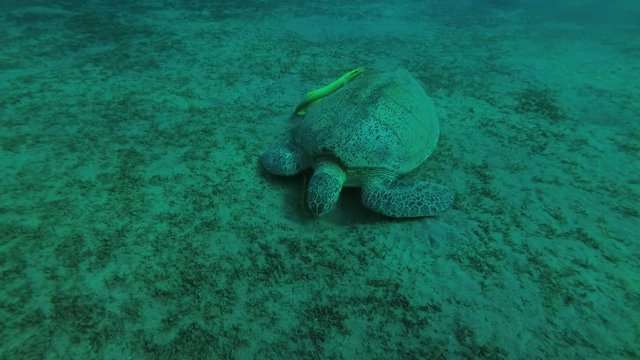 Leucism - Big male Green Sea Turtle (Chelonia mydas) with Remora fish (Echeneis naucrates) and Golden Trevally (Gnathanodon speciosus) eats sea grass, Red sea, Marsa Alam, Abu Dabab, Egypt
