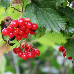 Autumn. Beautiful autumn. Yellow and green trees