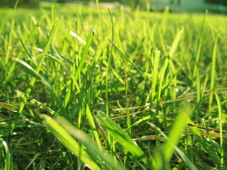 Grassy fields
