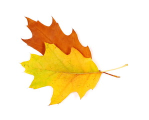 Acorn leaves isolated on white background, top view