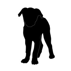 cute puppy standing silhouette