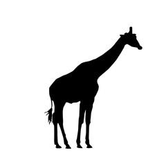 giraffe vector silhouette