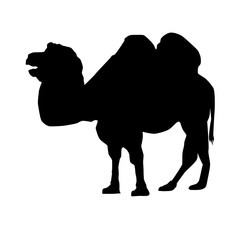 camel vector silhouette