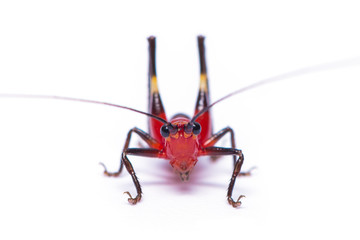 A red bush cricket or Conocephalus melanus isolated on white background
