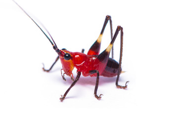 A red bush cricket or Conocephalus melanus isolated on white background