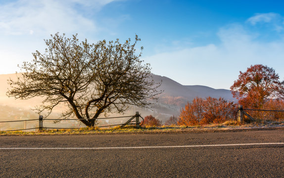 interesting tree by the road at foggy sunrise. beautiful mountainous countryside in late autumn