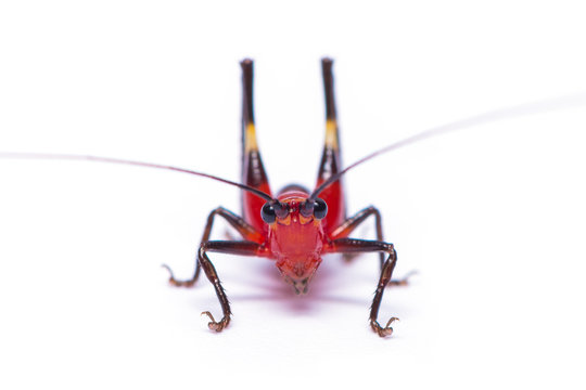 A red bush cricket or Conocephalus melanus isolated on white background