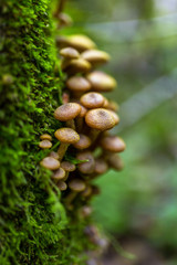Honey mushroom cluster