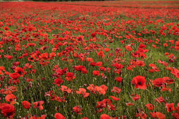 Obraz premium Papaveri01