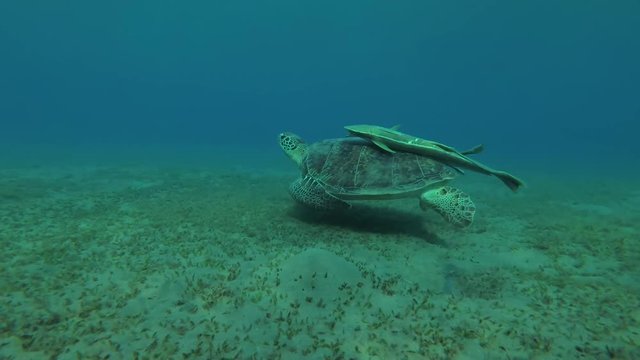 Green Sea Turtle (Chelonia mydas) swims over the sandy bottom and tries to get rid of the Remora fish (Echeneis naucrates), Red sea, Marsa Alam, Abu Dabab, Egypt
