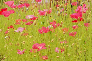 Red poppy flowers field, close up