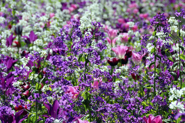 Lot of flowers in public garden