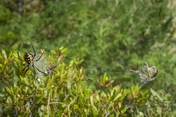 AnArgiope aurantia spider spins a web around a captured grasshopper, on Harkers Island, Shakleford Banks, North Carolina