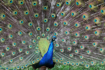 Obraz premium Peacock. Beautiful peacock bird display