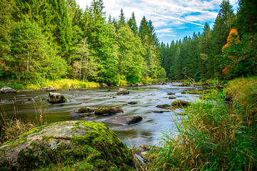 Bäume mit Gras und Fluss im Herbst im Bayerischen Wald