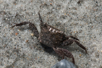 A VERY SMALL JUVENILLE CRAB ON THE SAND, NORTH TOP SAIL ISLAND, NORTH CAROLINA