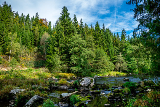 Bäume mit Gras und Fluss im Herbst im Bayerischen Wald