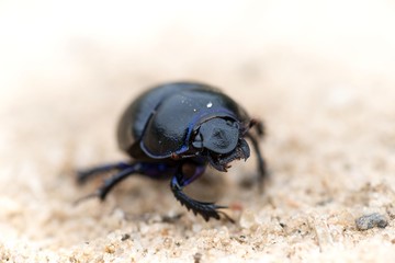 Waldmistkäfer (Anoplotrupes stercorosus) krabbelt über eine Sandfläche, Niedersachsen, Deutschland, Europa