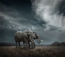 Naklejka na ściany i meble Elephant with trunks and big ears outdoor under sunlight.